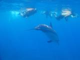 Swimming with the Wild Dolphins